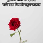 Gulab Shayari Marathi