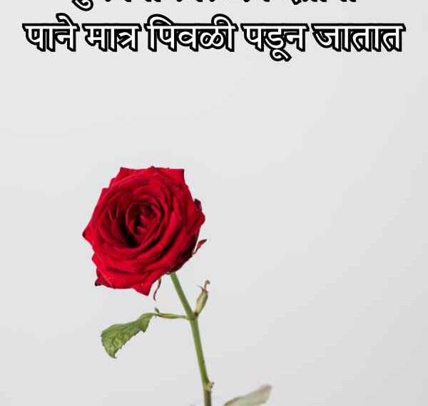 Gulab Shayari Marathi