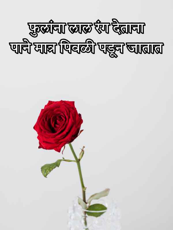 Gulab Shayari Marathi