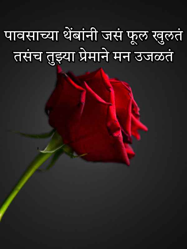Happy Rose Day Quotes in Marathi